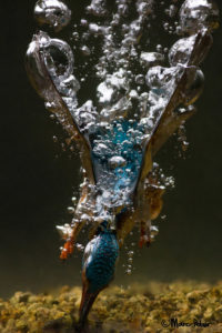 Symmetrical Diving Kingfisher
