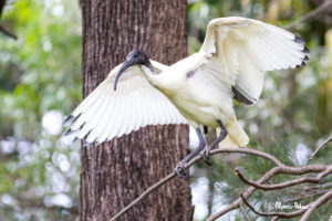 Australian White Ibis