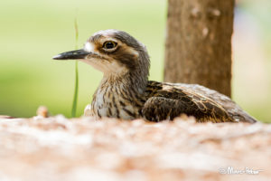 Bush Stone-Curlew in the shade