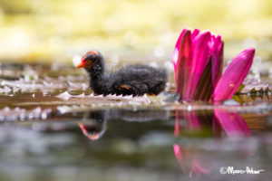 Dusky Moorhen chick with bright Lilly