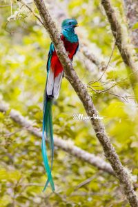 Resplendent Quetzal Beauty