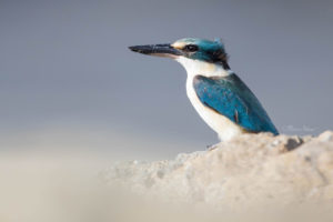 Sacred Kingfisher on the Beach