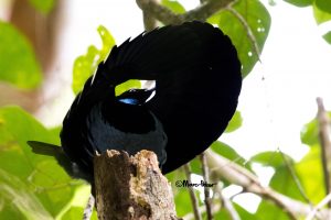 Victoria's Riflebird Male