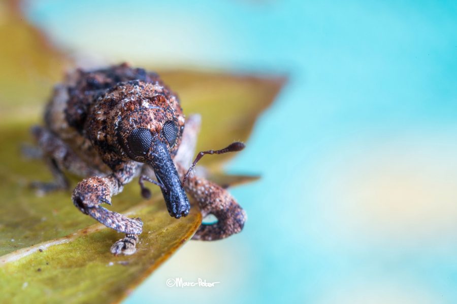 Mossy Weevil