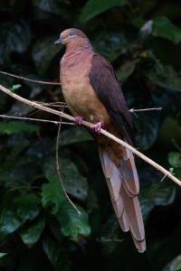 Brown Cuckoo