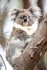 This is Koala