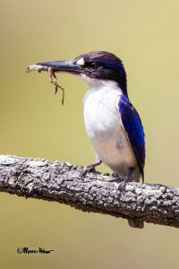 Forest Kingfisher with Frog